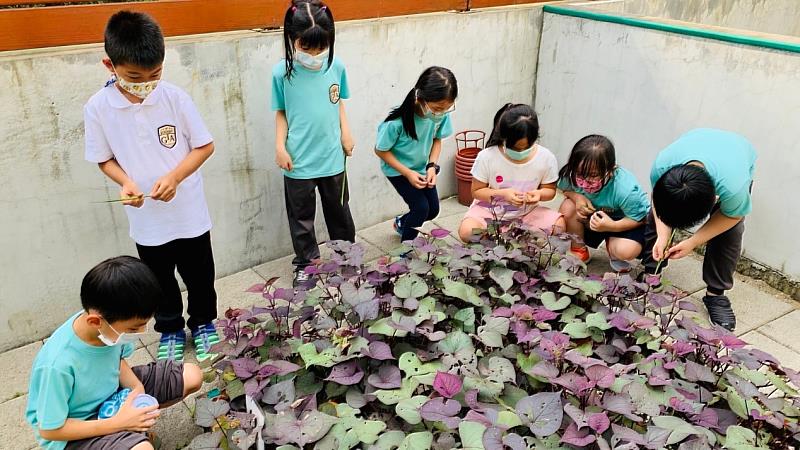 孩子們在蓋亞的小田園中觀察紫葉番薯