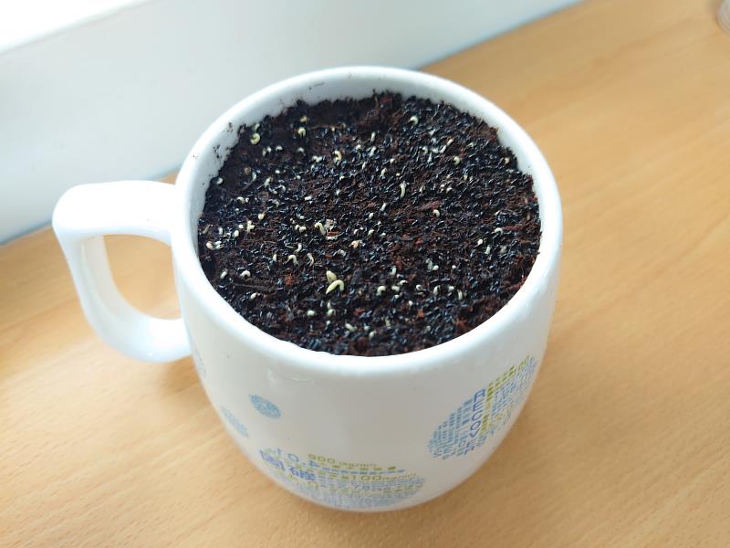 火龍果種子發芽中
