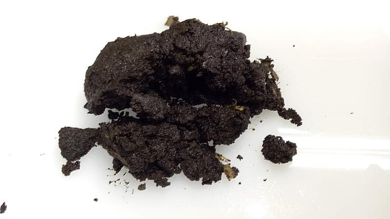 小食蟻獸的排遺，攝影孫敬閔。