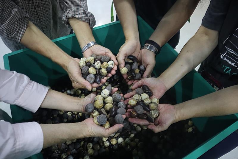「臺灣植物的偉大航程」特展有不少植物種子供民眾親手觸摸，感受大自然造物的神奇之處。