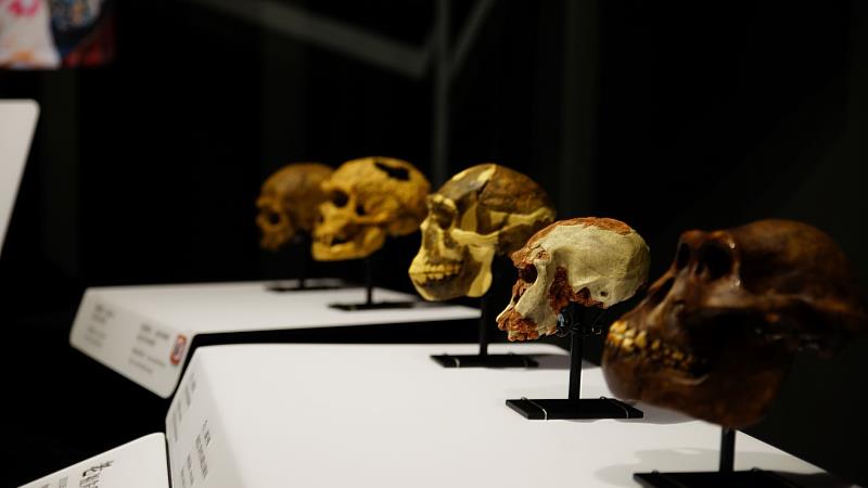 「我們活過：考古人骨遺骸暨墓葬展」基於對先民的尊重，現場人骨展件均以3D掃描模型及仿製標本替代，歡迎觀眾懷抱對知識的好奇心，一同認識臺灣史前先民們的生命故事。