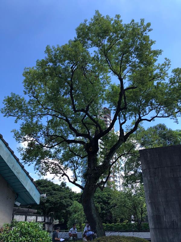 國家人權博物館所提報位於「景美紀念園區｣內之樟樹，樹齡超過50年，審議通過為新北市珍貴樹木