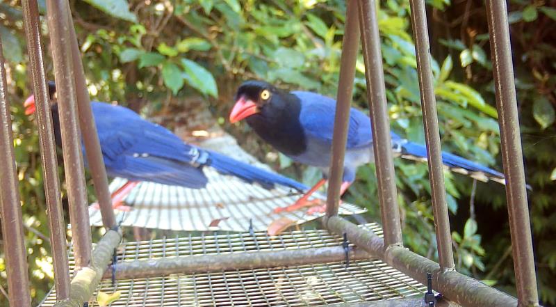 臺灣藍鵲在空中廊道上停憩