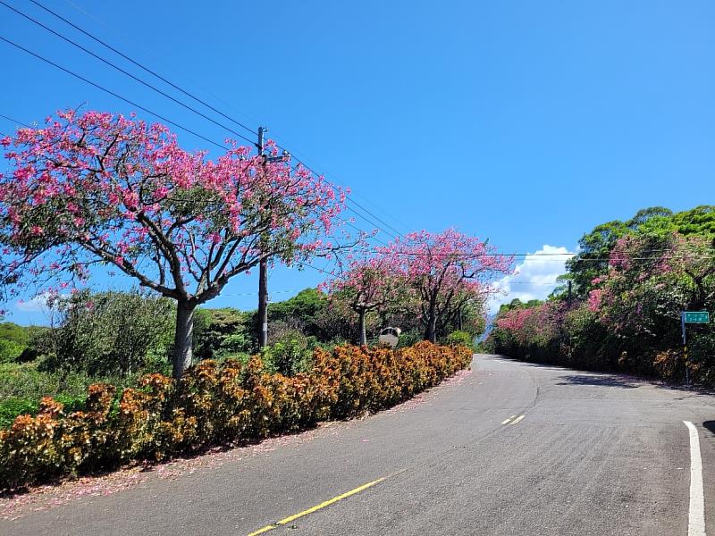 淡水圭柔山路美人樹花盛開，落花滿地，行經此處就像漫步在浪漫花毯上