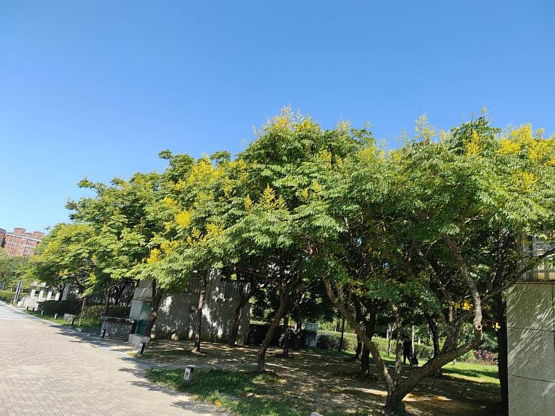 中和區四號公園臺灣欒樹盛開
