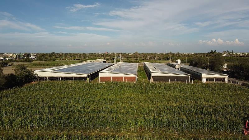向天歌位於雲林縣四湖鄉，透過非開放性禽舍守護鵝支避免遭受禽流感。此外，並將養殖廢水引去灌溉周圍農地，種植玉米與牧草作為鵝隻纖維與部分飼料來源，成為友善的循環農業系統 (圖片來源：向天歌創新農業官方粉專)