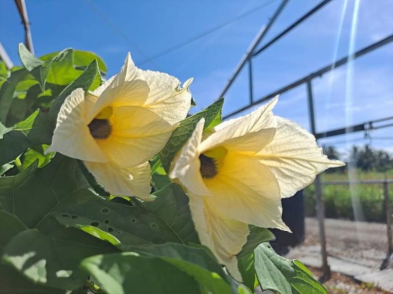 木虌果雄花