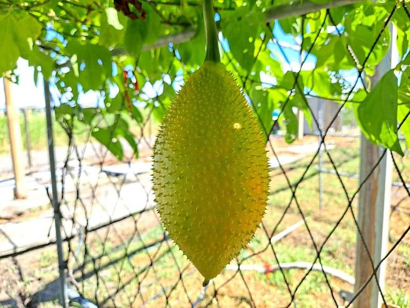 木虌果由青果轉成熟果過程