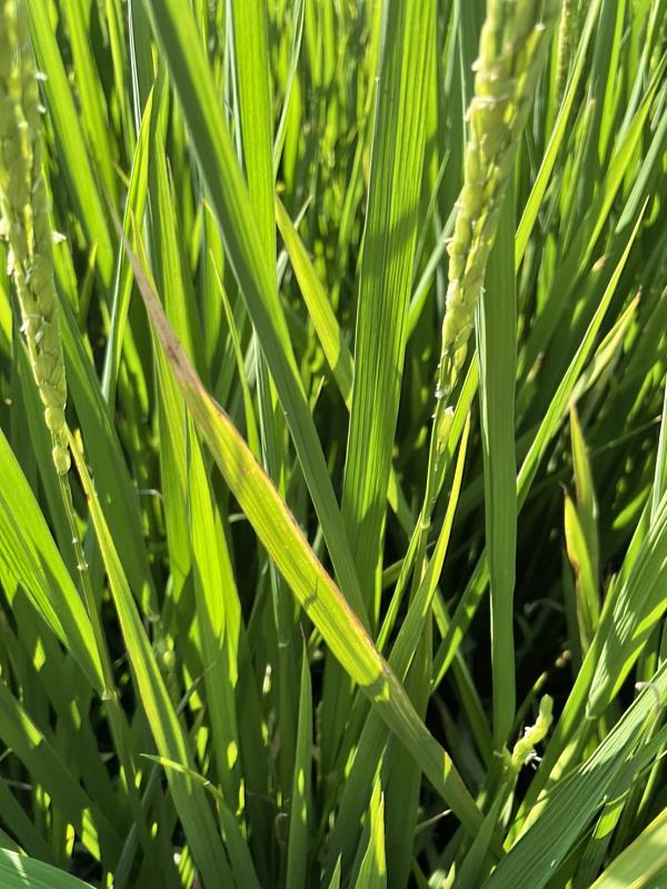 田間白葉枯病發生 嘉義縣政府呼籲農友加強巡田與防治-白葉枯病於葉尖病斑