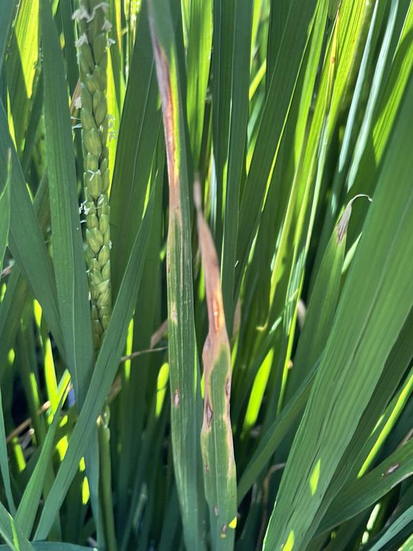 田間白葉枯病發生 嘉義縣政府呼籲農友加強巡田與防治-白葉枯病延葉緣發展成波浪狀