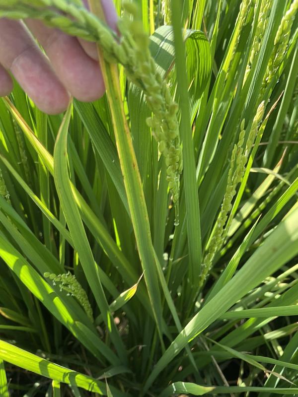 田間白葉枯病發生 嘉義縣政府呼籲農友加強巡田與防治-白葉枯病造成葉緣呈黃褐色病徵