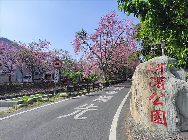 北斗河濱公園美人樹