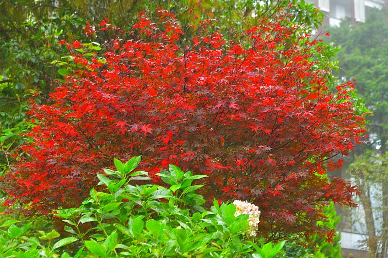 萬綠叢中一抹楓紅