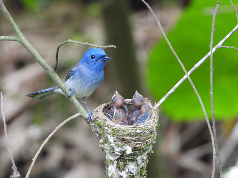 國家森林志工記錄到區外保安林精彩的黑枕藍鶲育雛過程（林美妙 攝）