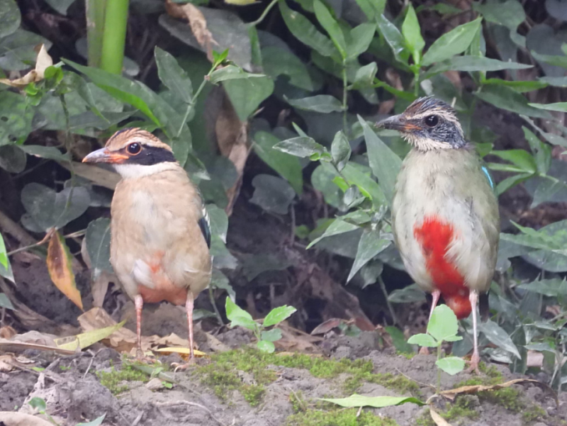 嘉義林管處國家森林志工今年7月在棲地巡守過程中，發現八色鳥幼鳥(左)與八色鳥親鳥(右)，幼鳥帶有橘黃色羽毛，親鳥繁殖季末期觀察到有頭頂脫毛現象（林美妙 攝）