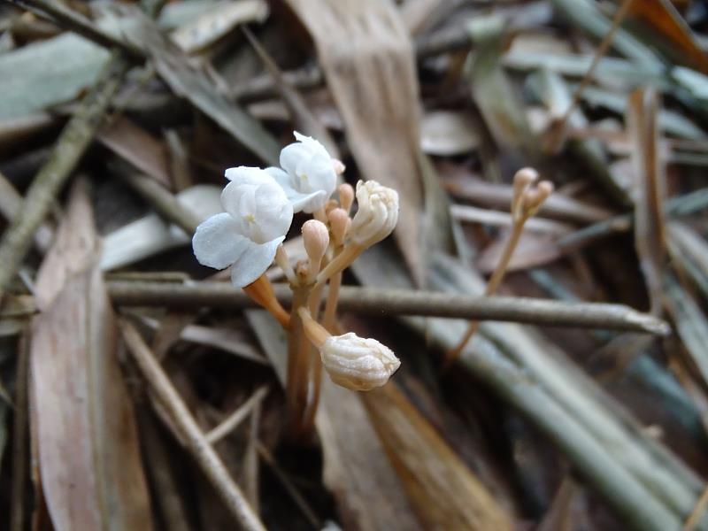 夏季在保安林觀察到森林底層的吊鐘鬼蘭綻放（洪明金 攝）