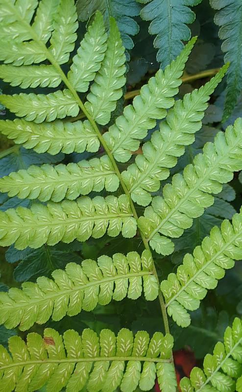 蕨類植物葉背的孢子囊樣態都不同