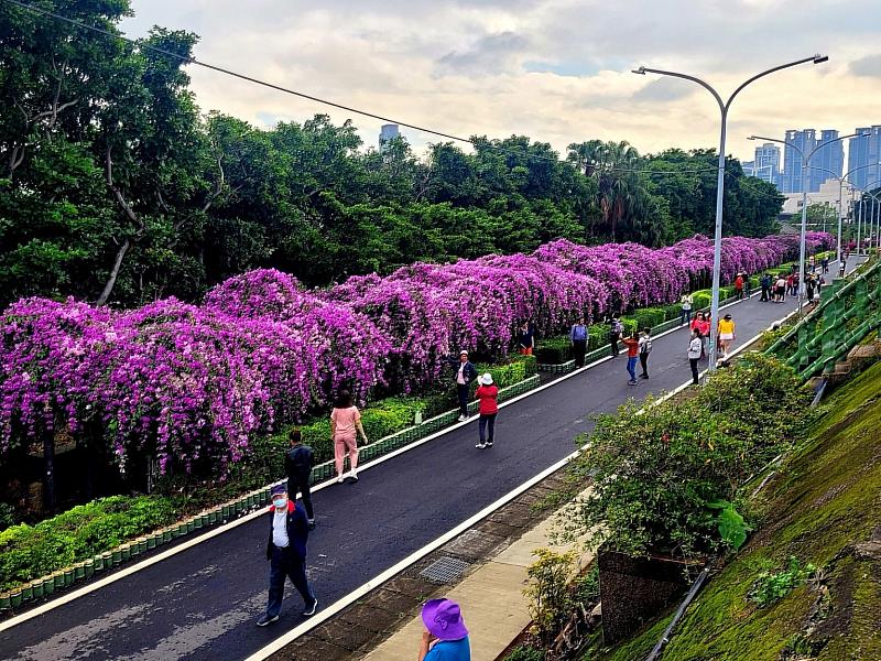 泰山楓樹河濱公園綿延百尺的蒜香藤花瀑(資料照片：110年花況)