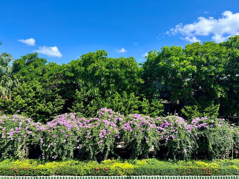 走訪泰山楓樹河濱公園，目前已可見成串的蒜香藤花由高處垂落