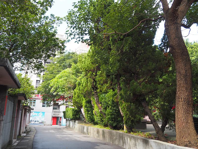 空軍三重一村松柏成排是天然的空氣清淨機