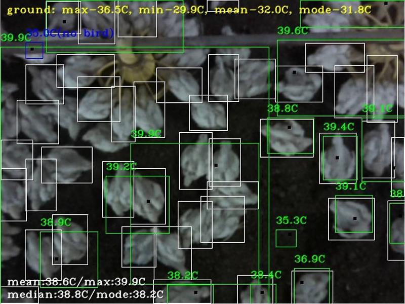 辰明智能運用生物影像AI監控技術，能監測動物的體溫、環境溫度，並能提出低溫或者高燒警告，避免雞隻失溫或產生熱緊迫況。