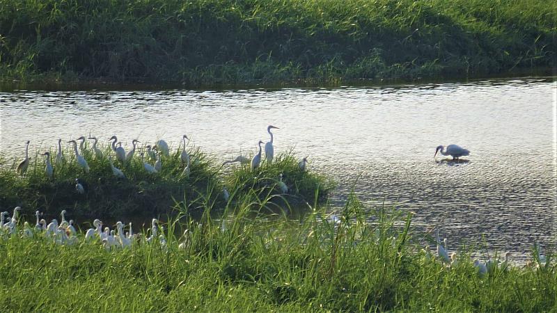 「信鳥到站-田寮洋生態」帶領大家至田寮洋觀賞候鳥停棲身影