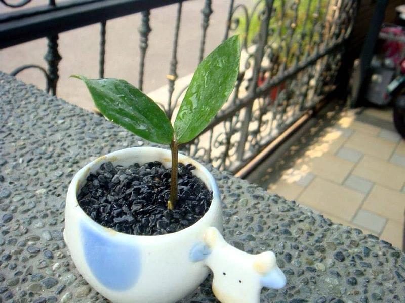 移植到可愛小盆，變身小巧可愛植栽