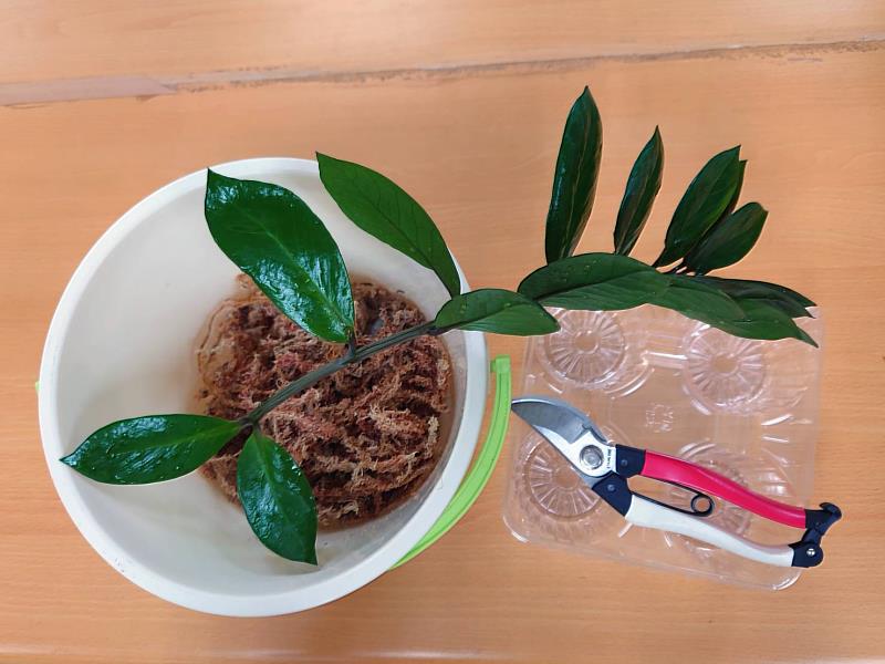 金錢樹葉插所需工具，準備一把園藝剪、適量水苔、盆器