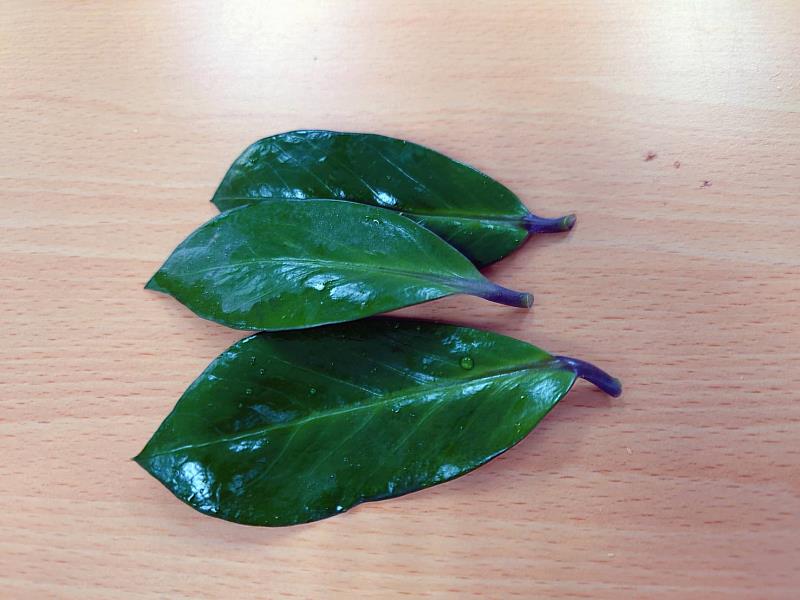 葉插小技巧，修剪處離葉遠一點、傷口越小越好癒合