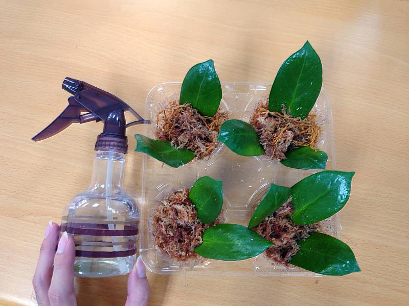 葉插後的完成照，以噴霧器或灑水器補水皆可