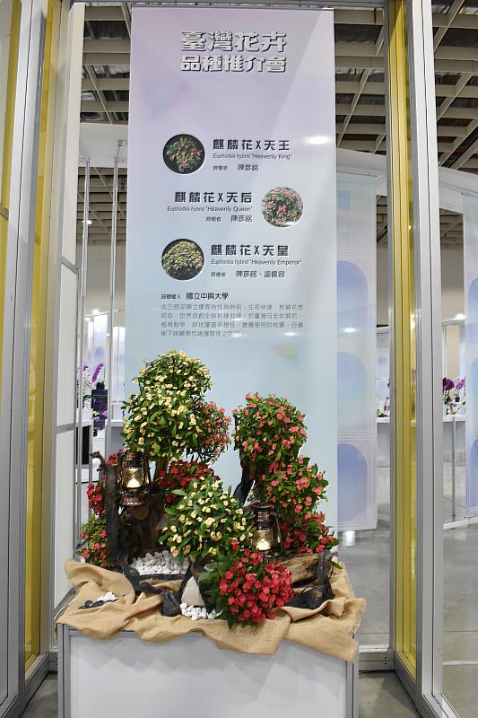 興大無刺麒麟花「天王」、「天后」、「天皇」花藝作品「Under the Sea」：如同海底美麗綻放的珊瑚，與枯木、魚燈相互輝映。