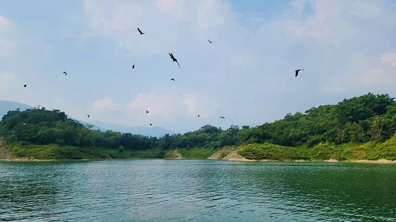 曾文水庫秋冬限定風景 成群老鷹翱翔天際 -3