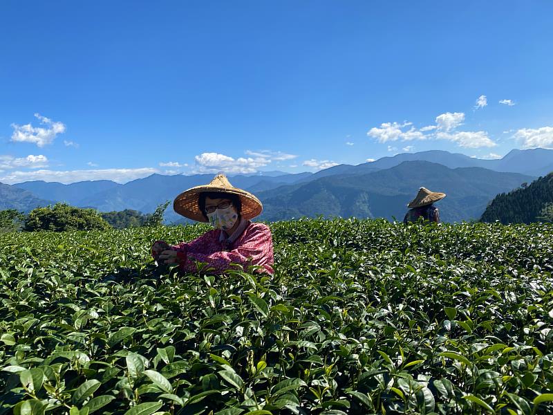 阿里山茶海來襲！從茶體驗走入嘉義高山茶都