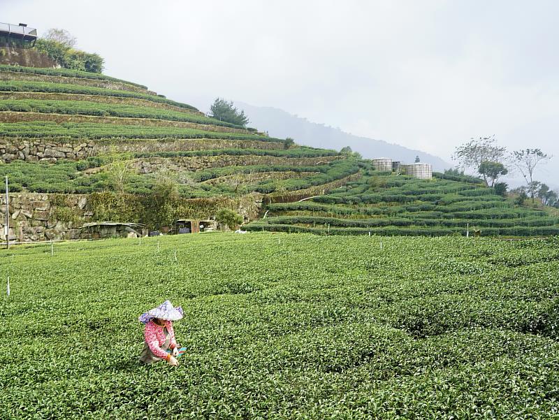 阿里山茶海來襲！從茶體驗走入嘉義高山茶都