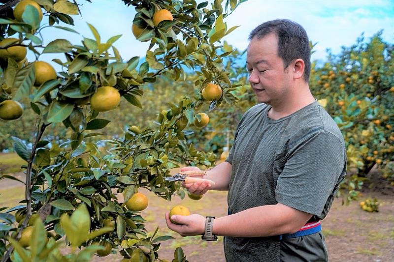 產季期間為了提供新鮮好滋味的帝王柑，在當日採收後立即販售、包裝並宅配。