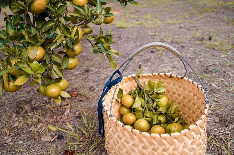 帝王柑體型相較其他柑橘類小，但帶有獨特的檸檬香氣，其中果皮光滑油亮、黃綠相間，都是優级果品。