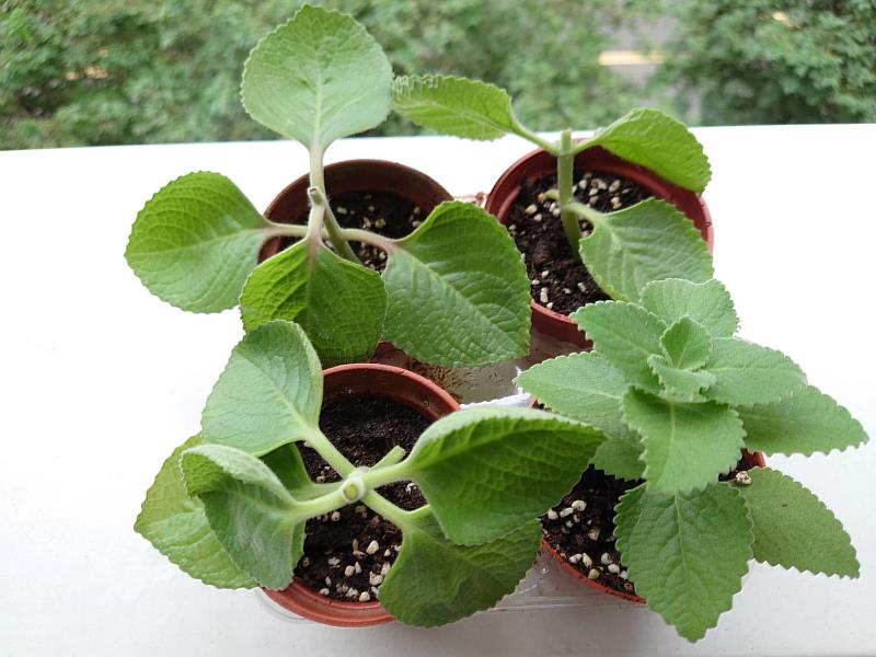 回收後的盆土經妙手回春來進行左手香的扦插