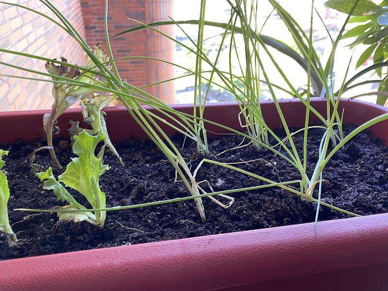 翻新後的土可種植常見蔬菜，例如蔥、小白菜等