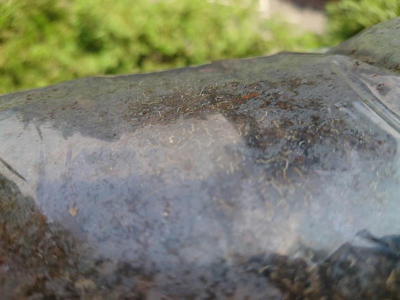 將枝葉雜質挑除後，裝入夾鏈袋或黑色塑膠袋中曝曬2~3週