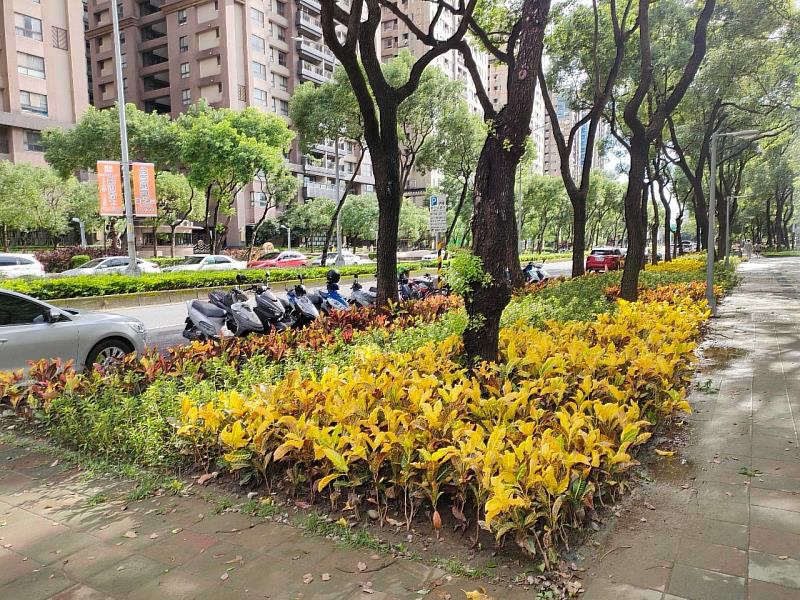 利用常綠觀葉植栽，如撒金變葉木及彩霞變葉木形塑色彩繽紛步行空間(大雅路至大義路)