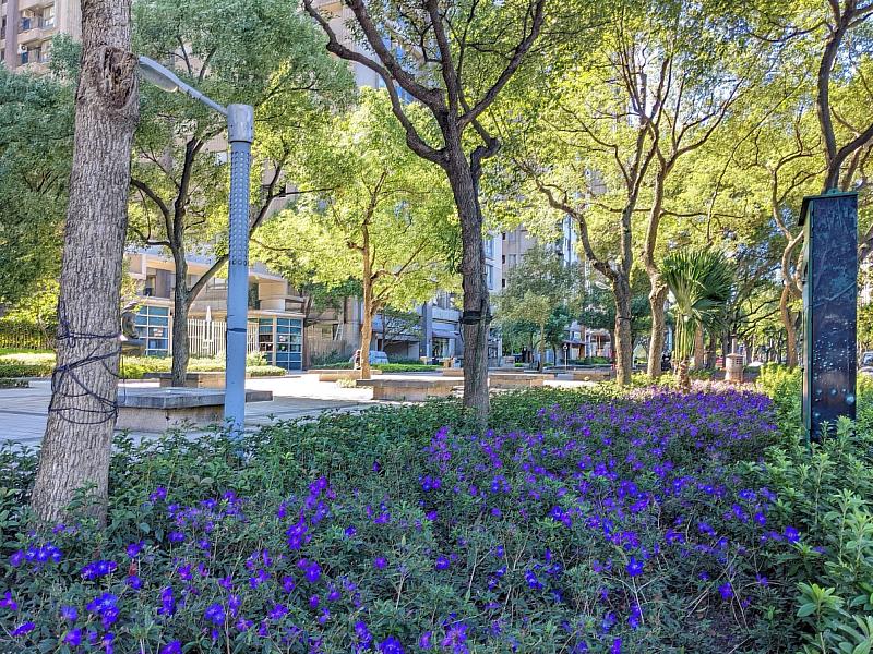 開花灌木如嬌小的巴西野牡丹，適應性強，半日照環境也能生長，較長的花期為人行空間點綴星點紫色(大德路至大義路)
