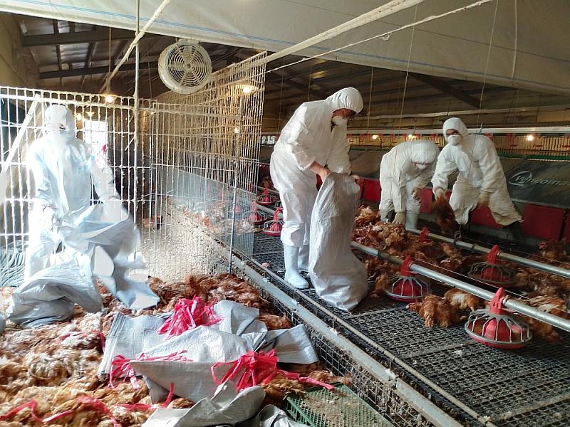 鹽埔鄉蛋雞場主動通報  確診感染禽流感
