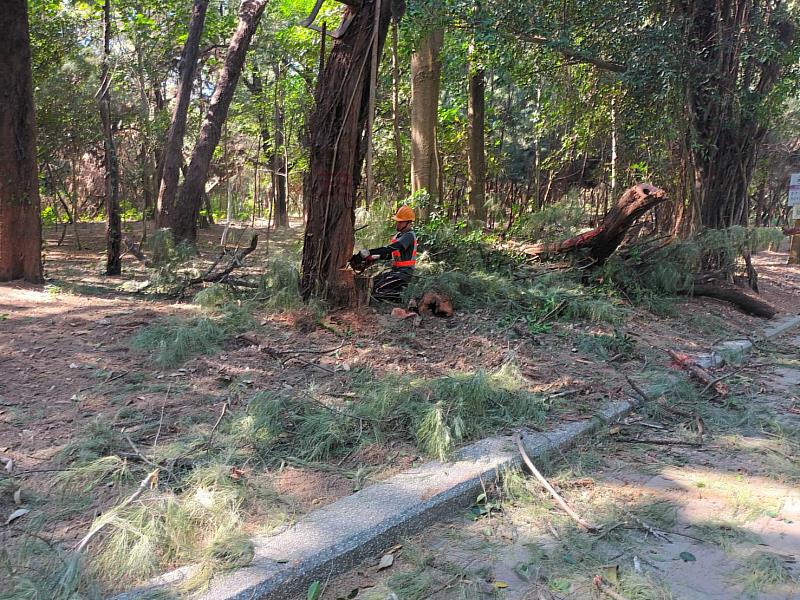 12月初林管處已辦理木麻黃危木伐除作業