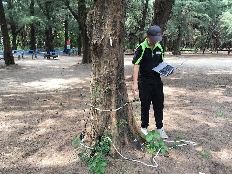 嘉義林管處委託專業團隊進行非破壞性檢測，總計有39株危木須移除