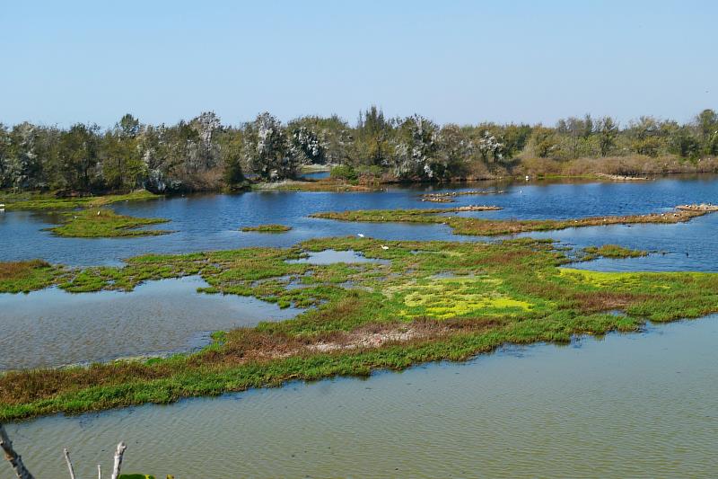 鰲鼓濕地森林園區是臺灣大型臨近海岸屬海洋、河口、沼澤、湖泊、森林、農田等複合型生態系的重要濕地之ㄧ