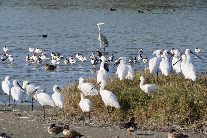 鰲鼓濕地歷年累計的鳥種紀錄占全臺灣鳥種的43%，是賞鳥的聖地