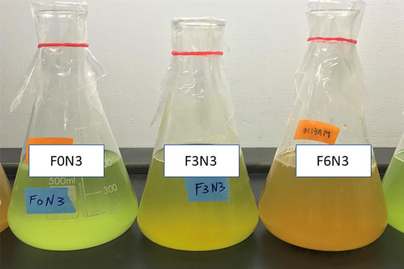可提升杜莎藻抗氧化產物β-胡蘿蔔素的產量