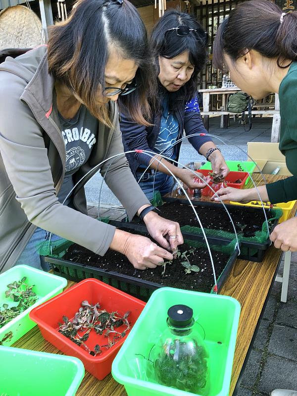 親自種下臺灣金線連