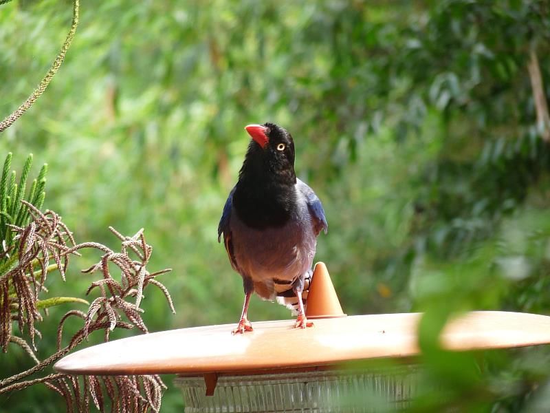東吳生態紀錄-台灣藍鵲