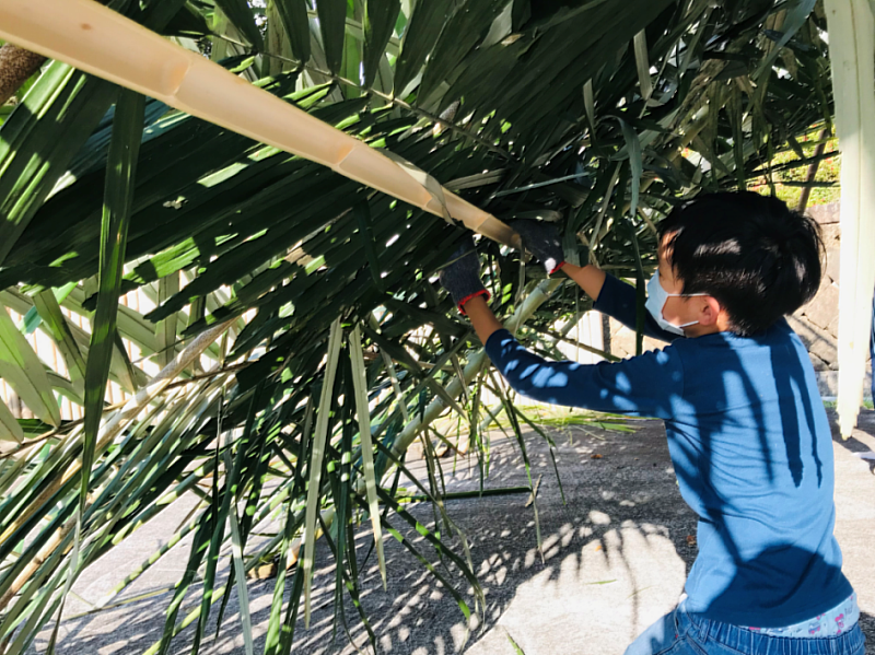 學員將學習利用山棕葉合作搭建獵寮